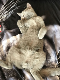 Алмазик, г. Благовещенск