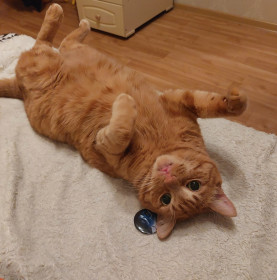 Фёдор, г. Благовещенск