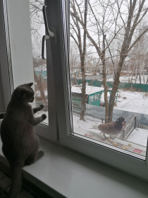 Мила, п. Архара