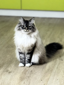 Алекс, г. Благовещенск