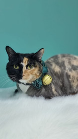 Фуфа Павловна, г. Благовещенск