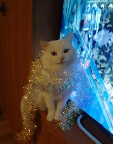 Беляш, с. Тыгда