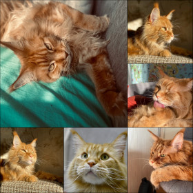 Кот Ярик,  город Благовещенск