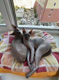 Флэйм и Бустер, г. Благовещенск