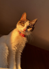 Ася, г. Свободный