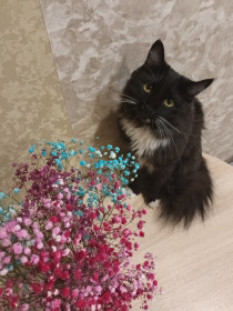 Марс, г. Благовещенск