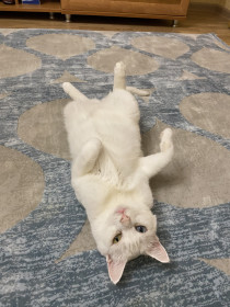 Стёпа, г. Свободный