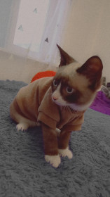 Грушик, г. Благовещенск