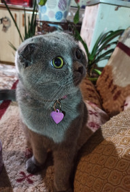 Боня, г. Благовещенск