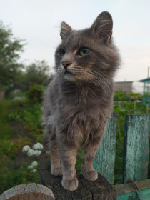 Кеша, с. Тыгда