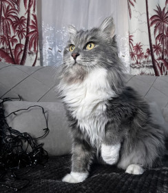 Барсик, с. Дактуй