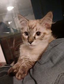 Сноу, г. Благовещенск