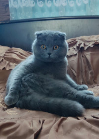 Пуля, с. Короли