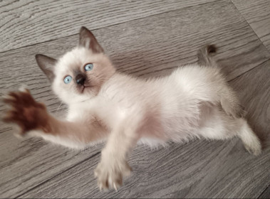 Сима, г. Благовещенск