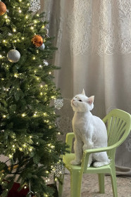 Бэнтли, г. Благовещенск