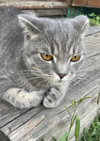 Соник, г. Свободный