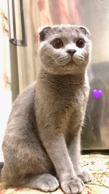 Тишка, г. Благовещенск