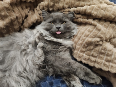 Сеня, с. Тыгда