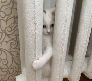 Зайка, г. Благовещенск