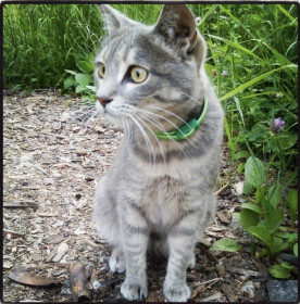 Рыся, г. Благовещенск