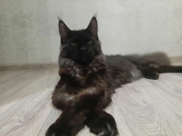 Василевс, г. Благовещенск