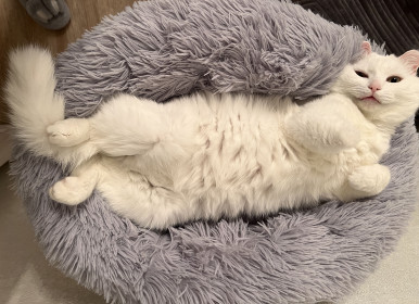 Беляшик, г. Тында