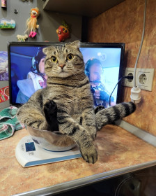 Рис, г. Благовещенск