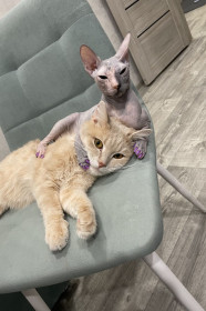 Мая и Кеша, г. Благовещенск