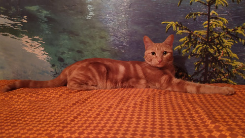 Тёпа, г. Благовещенск