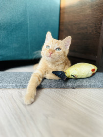 Ася, г. Благовещенск