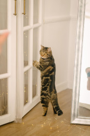 Буся, г. Благовещенск