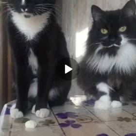 Мася и Проша, г. Тында