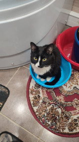 Малыш (Чиба), г. Тында