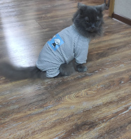 Кент, п. Февральск