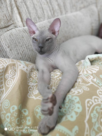 Бостон, п. Февральск