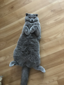 Мила, г. Амурск