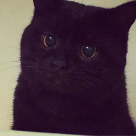 Барсик, г. Благовещенск