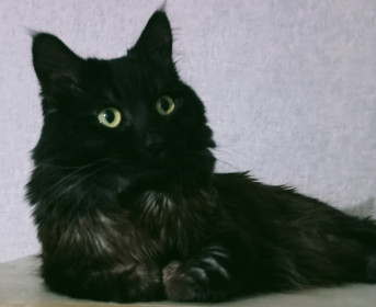 Демон, г. Благовещенск