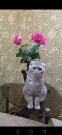 Сонечка, г. Благовещенск