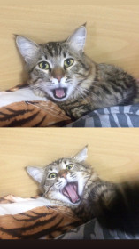 Рысик, г. Благовещенск