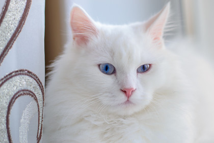 Айс, г. Старый Оскол