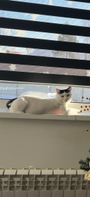 Мила, г. Благовещенск