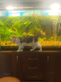 Боня, г. Благовещенск