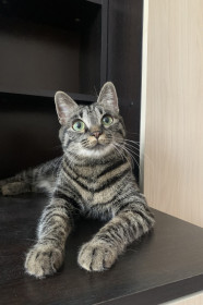 Мурка, г. Благовещенск