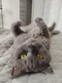 Мася, г. Благовещенск