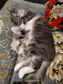 Барсик, г. Благовещенк