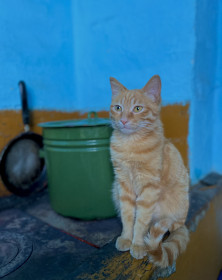 Сынок, с. Константиновка