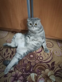 Барсик, г. Благовещенск