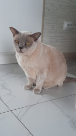 Герман, г. Благовещенск