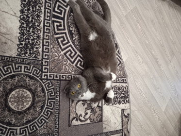 Феликс, г. Благовещенск